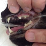 猫の歯肉炎